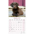 Chocolate Labrador Retriever_