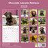 Chocolate Labrador Retriever_