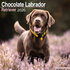 Chocolate Labrador Retriever_