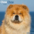Chow Chow_