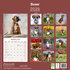 Boxer_