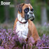 Boxer_