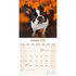 Boston Terrier_