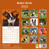 Boston Terrier_