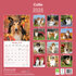 Collie_