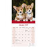 Corgi_