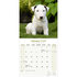 Bull Terrier_