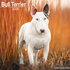 Bull Terrier_