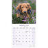 Dachshund Long Haired_