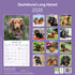 Dachshund Long Haired_