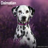 Dalmatian_