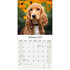 English Cocker Spaniel_