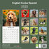 English Cocker Spaniel_