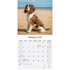 English Springer_