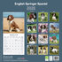 English Springer_