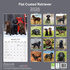 Flat Coated Retriever_