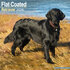 Flat Coated Retriever_
