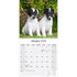 Fox Terrier_