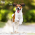 Fox Terrier_