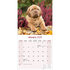 Dogue de Bordeaux_