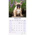 Franse Bulldog_