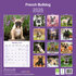 Franse Bulldog_