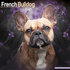Franse Bulldog_