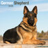German Shepherd_