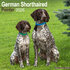 German Shorthaired Pointer_