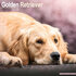 Golden Retriever_