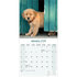 Golden Retriever_