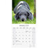 Great Dane_