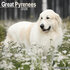 Great Pyrenees_