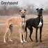 Greyhound_