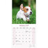 Jack Russel_