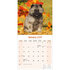 Keeshond_