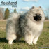Keeshond_