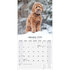 Labradoodle_