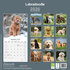 Labradoodle_