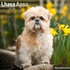 Lhasa Apso_