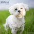 Maltese_