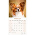 Papillon_