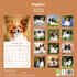 Papillon_