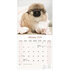 Pekingese_