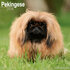 Pekingese_
