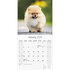 Pomeranian_