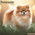 Pomeranian_