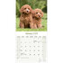 Poodle_