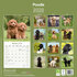 Poodle_