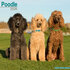Poodle_